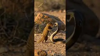 Fierce Battle! 🐍 Cobra vs. Mongoose &ndash; Epic Fight for Survival!