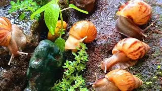 The Amazing Adaptation of Snails, more than just a shell #nature #SnailAdaptations #MolluscMarvels