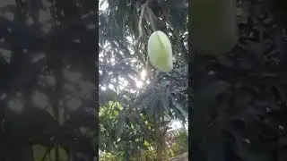 small mango tree #beautiful #nature# evergreen # ll @hasinadebbarmaofficial9402 ll