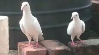 Shok kre dosto bahot hi sandar kabootar sitara makoi aankh me @pigeon ki duniya