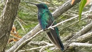 Canto do beija-flor-violeta (Colibri coruscans)