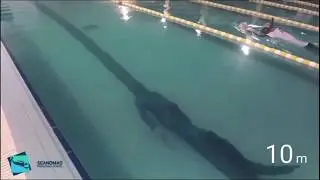 50m DYN.at Sofia freediving open cup🤩🤩🤩