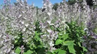 Salvia sclarea