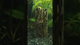 Red cherry shrimp and Galaxy Rasboras