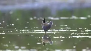 Water rail fishing