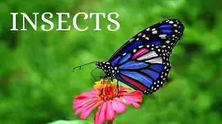 INSECTS/LEARN INSECTS NAME WITH VIDEOS/TINY TOTS STARS