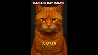 BAD ASS CATS #cat