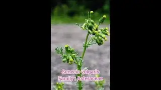 Common plants... Senecio vulgaris ||Family : Asteraceae || BD Botanist 2021