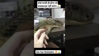 #savan #bholenath #cobra #shivshankar #chamatkar