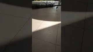 Bird Chirping