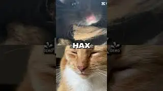 Hamster vs cat #cat #hamster #1v1 #battle