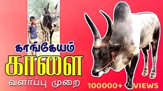 காங்கேயம் காளை வளர்ப்பு முறை | இன விருத்தி வளர்ப்பு | Kangeyam Kaalai |