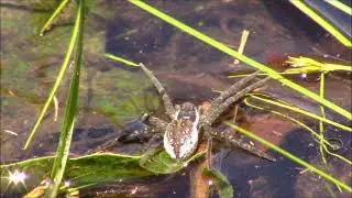 Wonderful World of Fishing Spiders- Episode 8