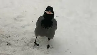 Молодые вороны командуют во дворе / Young crows are in charge until Adults arrive