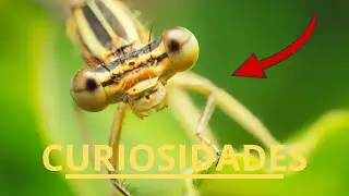 INSECTOS | Los Insectos Alados Que Pueden Sorprenderte