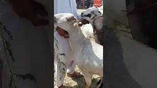 Teddy goats of Qurbani 2023 #shortvideo  #youtubeshort videoviral