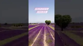 Valensole, France, Provence