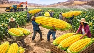 Corn Grown In The Desert -Turning Desert Sand Into Fields of Food