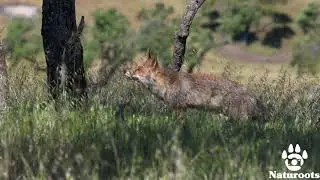 Lince ibérico cazando // Iberian lynx hunting