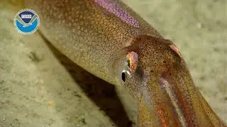 Deep-Sea Invertebrates, from Bubblegum Coral to the Giant File Clam
