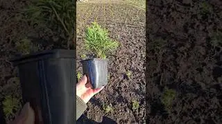 Посадка туй смарагд в грунт. На каком расстоянии мы садим туйки #смарагд #туя #посадкатуй