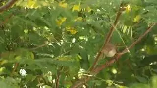 Marsh warbler, Acrocephalus palustris