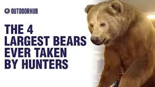 The 4 Largest Bears Ever Taken by Hunters