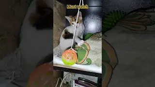 cat videos 😂 | Viral Video #shorts @cat-2q
