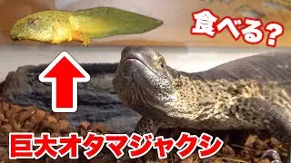 捕獲した巨大オタマジャクシをアフロクにあげたら食べるか？？