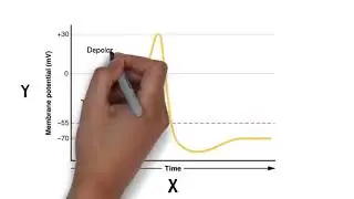 Action potential. Neuroscience