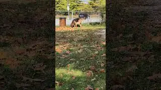 Uniquely Bloodhound