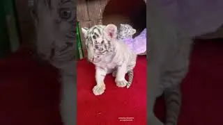 Cute moment of little white tiger #2062 #shorts #animals #whitetiger #cuteanimals
