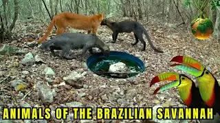 DISCOVER THE ANIMALS OF THE BRAZILIAN SAVANNAH