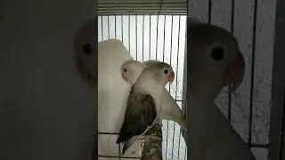 Lovebird | Opa PF #birds #africanlovebird #hobby #palefallow #pets  #youtubeshorts #shorts #ytshort