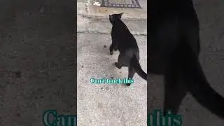 Can&rsquo;t touch this. Black cats rule