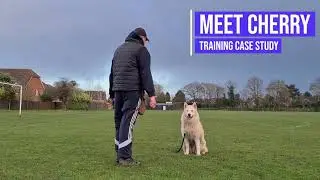Improving an Alaskan Malamute's recall