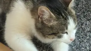 Как живёт 