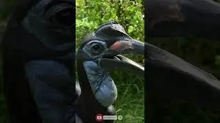 Птица Ворон Рогатый | Horned Raven