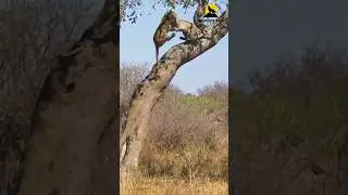 Leopard Showdown: Dramatic Treetop Fight Ends in Thrilling Fall! #shorts  #animal #wildlife