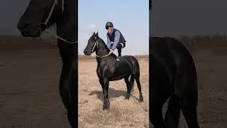 The Most Satisfying Equestrian Wild horses compilation of animal horse video #Shorts 53