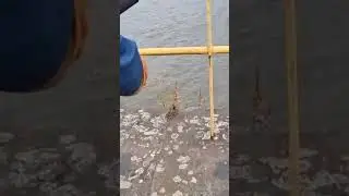 Flunder in der Elbe! Ganzes Video seht ihr auf unserem Kanal @Fang-Fun