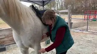 Girthing Placement - How to Measure & Where to Buckle Your Freeform Treeless Saddle