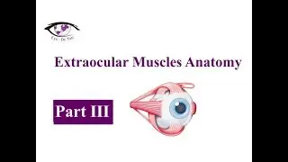 Extraocular Muscles Anatomy, Part 3 of 3 / Eye - Dr.Tuti