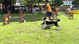BEGINNER DOG AGILITY | Border Collie