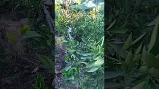 فوائد النيتروجين للنباتات او الاشجار  (التسميد الازوتى)  وعلاقة النيتروجين بالنباتات