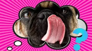 Why Do Dogs Lick?