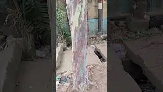 (Free Video) Eucalyptus deglupta atau Pohon Leda dengan Warna Batang yang Unik #plants #wood