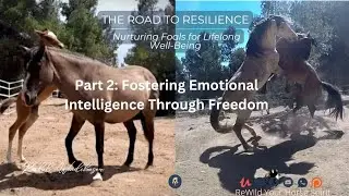 Part Two: Foal Development- Emotional Intelligence