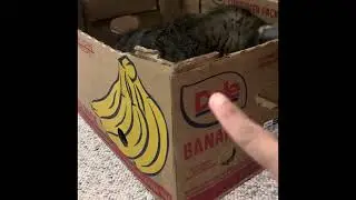 How to keep indoor cat active & happy #cat#happy