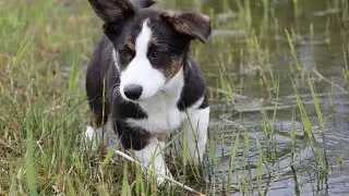 Cardigan Welsh Corgis: The Heroes of the Welsh Herding Community